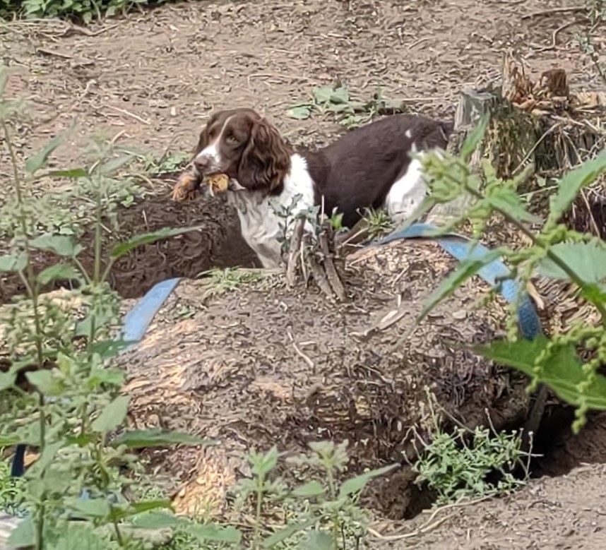 Rossicus (roxy) Des Terres De Beaulieu